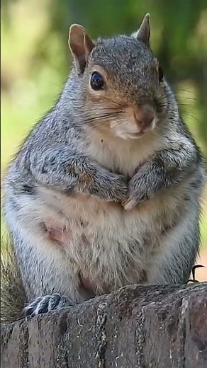 Hilarious Squirrel Stunts: Nutty Acrobatics and Forgetful Behavior | Crazy Animal Moments