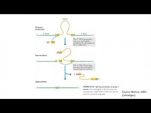 Post Transcriptional Modification