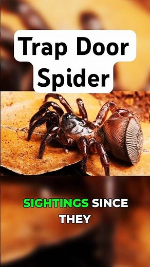 This Spider Is Rarer Than Dinosaurs!