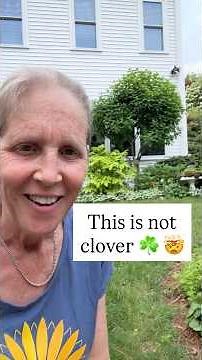 Did You Think This Was Clover?
