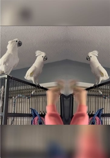 😎 BIRD YANG TWINS 🎶 “Say ay yi yi yi yi” 2000’s Playlist #yingyangtwins #music @MTV #comedy #newyear #fyp