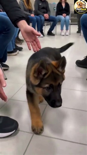 When The Dog Chooses His Human! 🥺❤️