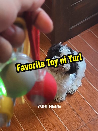 Yuri’s Favorite Interactive Toy: Fun for Your Pets
