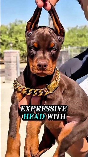 Why the Doberman Is a Perfect Mix of Power and Beauty 😍🐕