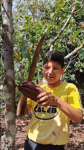 🍫 La forma correcta de cosechar cacao 👀