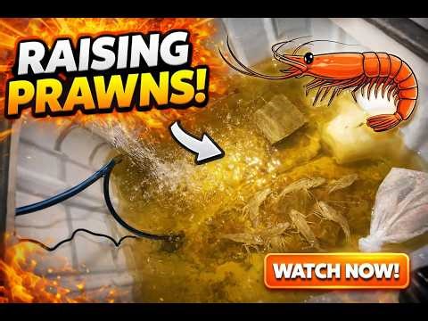 We Built a Freshwater Prawn Tank, Big Fish Plans Next