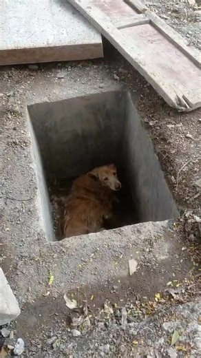 Due to Fire crackers a Dog has fallen in a manhole near swargate. Any help to remove it will be appreciated, 🙏 trying to get the right location from the reporter. | Padmini Stump
