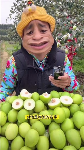 牛奶大青枣大丰收了，你吃过吗？#牛奶枣 #青枣 #优质农产品 #新鲜应季水果 #欢仔表哥