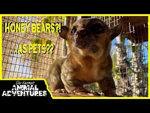 Do HONEY BEARS / KINKAJOUS make good PETS?