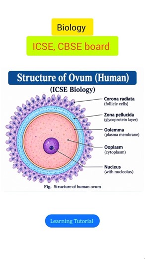Structure of Ovum #icse #biology