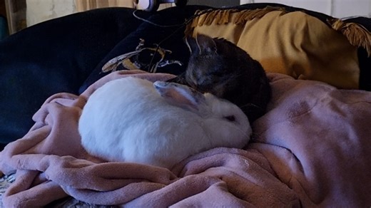 Cat shows affection to bunny friend