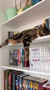 673K views · 20K reactions | Saviez-vous quer les chats passent plus de 16 heures par jour à dormir, soit deux fois plus que la plupart des mammifères ? Pour les chats ne vivant que en intérieur, la sieste peut durer encore plus longtemps. Globalement, le chat passera les 2/3 de sa vie à dormir ! | Vetoquinol France | Facebook