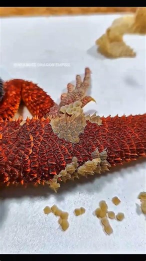 “Satisfying Crunchy Tail Sounds 🐉 | Bearded Dragon Shedding ASMR (Part 2)”