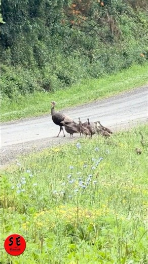 The Biggest Wild Turkey Family I've Ever Seen