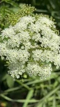 Americas most poisonous wild plant.