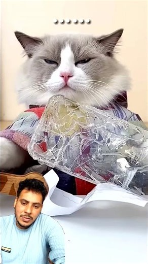 #funny #cat cooking smart work video 😺🐱😋👍👍