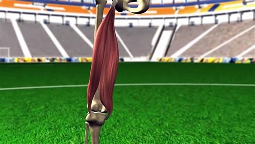 Football injuries: Hamstring strains