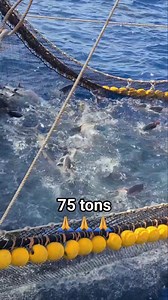 75 tons Yellowfin Tuna (Purse Seiner Fishing) #jjrendonjumuad #highlightsシ゚ #ocean #highlightseveryone #highlight #fishingtrip #followerseveryone #fishing #followersreels #mananagat #mangingisda #fisherman #fish #tuna #sealife #fishinglife #freshfish | JJ Rendon Jumuad