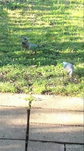 Blue Jay couple exploring a food source above the Harpeth River, Tennessee USA 🎶