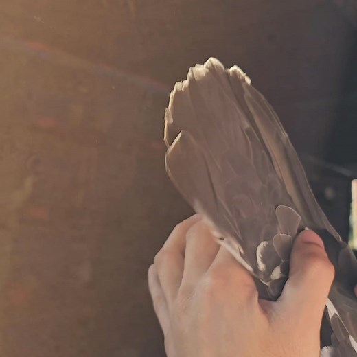 Black tiger breeder | AkosiBirdie