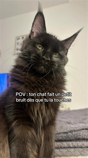 Maine Coon: Un bruit adorable de ton chat - Partie 7