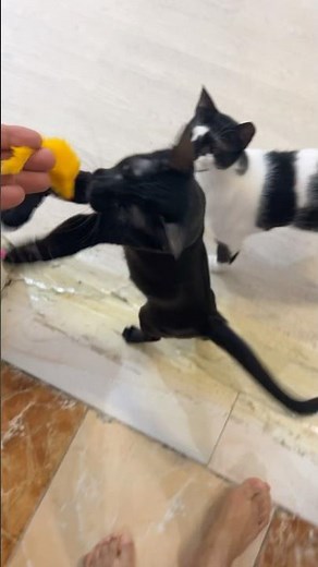 جبت العاب للقطط #cat #تربية_القطط #اكسبلور #قطط