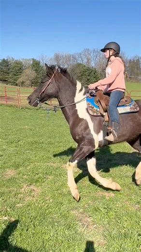 Dakota is doing AMAZING!! We’re making so much progress already #horse #equestrianjourney #pony #fyp
