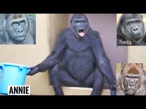 News about Gorilla Couple's Introduction | Annie back when she was hilarious | Monta Momoka