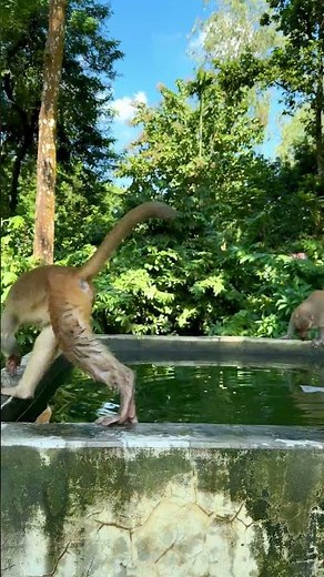 Tiny monkey enjoying the swimming pool 🤣 #shorts