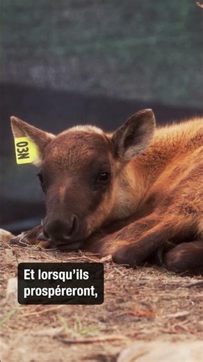Le retour du caribou : rétablir les hardes de Jasper #shorts | Parcs Canada