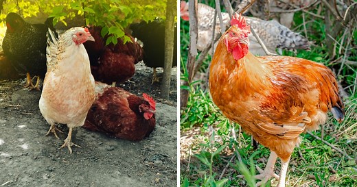Do Chickens Have Brains? (Yes, But Not As You Think) - Chicken & Chicks Info
