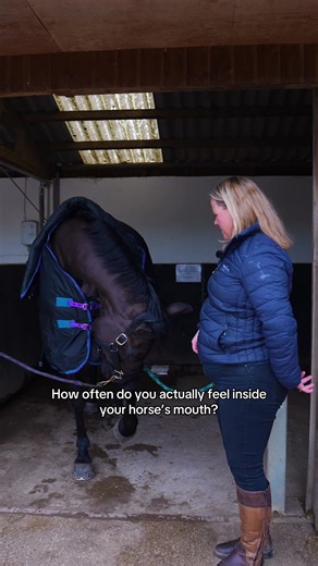 How often do you actually feel inside your horse’s mouth? Understanding your horse starts here 👇 Every mouth is different from a low or high palate, to how firm it feels, to the size of the tongue. All of this matters when it comes to choosing the right bit. The more you familiarise yourself with your horse’s unique conformation, the more confident and informed your decisions will be when it’s time to start trialling bits. Don’t be afraid to get hands-on, we always encourage owners to learn, an