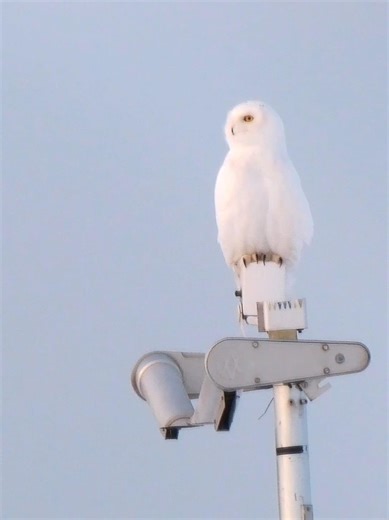 When a Male Snowy Owl Locks Eyes on His Prey… 😳🦉 | 4K