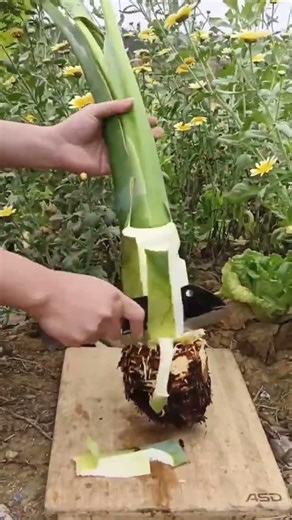 Person using cleaver knife slicing fresh taro root vegetable stalk