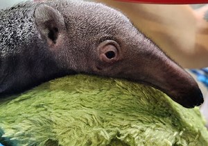 Giant anteater born at Miller Park Zoo