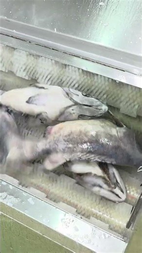 🐟 MÁY ĐÁNH VẢY & CHÀ NHỚT CÁ BÓNG MÚ – TECH GARDEN 🐟 📞 Zalo/WhatsApp: 0935.911.775 (Trần Trinh)