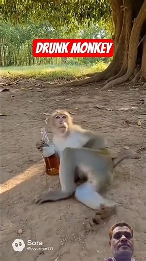 Drunk monkey#funny #viral #comedy #shorts #ytshorts #foryou