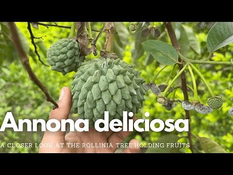Annona deliciosa | Rollinia, Biriba, Fruiting Rollinia Tree with Flowers