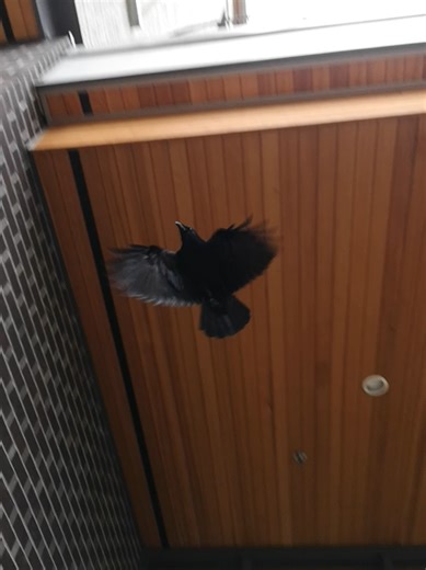 Subversive Smurf (@subversivesmurf)’s videos with original sound - Subversive Smurf