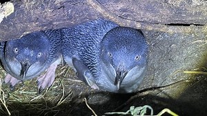 Weeding project on WA island helps little penguin population