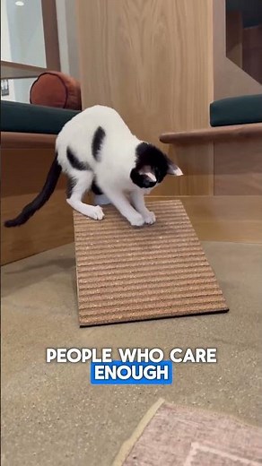 What Cat Parents Are Finally Getting Right (After 25 Years!)