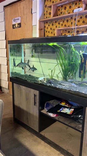 Hager Wave Maker: Powerful Aquarium Flow