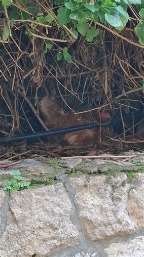 Caught a chicken in position to lay eggs ! #farm #chicken #satisfying #nature