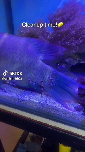 Saltwater Aquarium Cleanup Tips for Reef Tanks