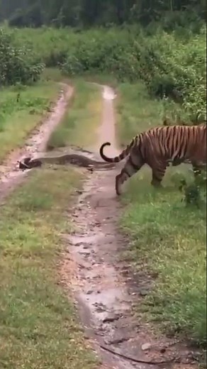 PYTHON VS TIGER 🐅