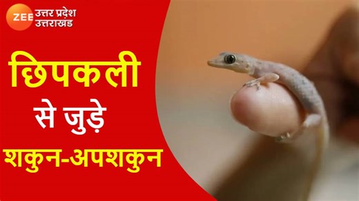 Shakun Shastra: जमीन पर रेंगती दिखी छिपकली तो समझें लगने वाली है आपकी लॉटरी!