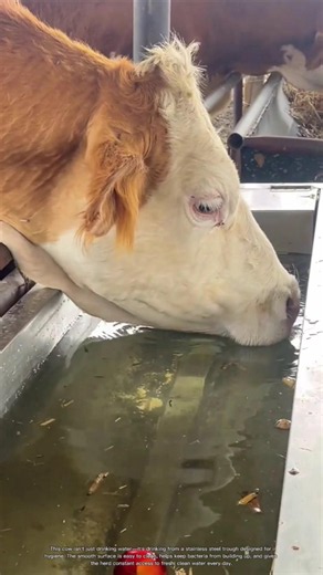Why This Farm Uses Stainless Steel Water Troughs for Cattle #rurallife #livestocklife #farm