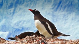 Gentoo Penguin Pooping Gentoo Penguin Pooping Stock Footage Video (100% Royalty-free) 1033649993 | Shutterstock