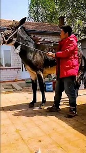 The funniest donkey ever, donkey training 20