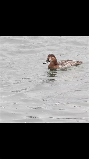 Common Pochard Dives (female duck) #birds #japan #tokyo